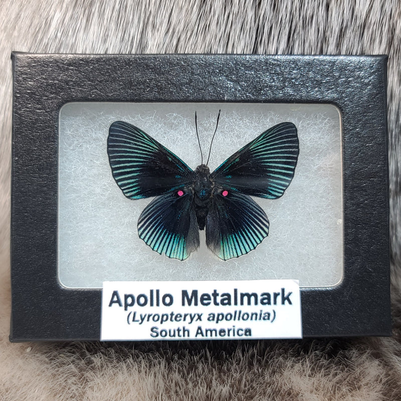 Apollo Metalmark Butterfly