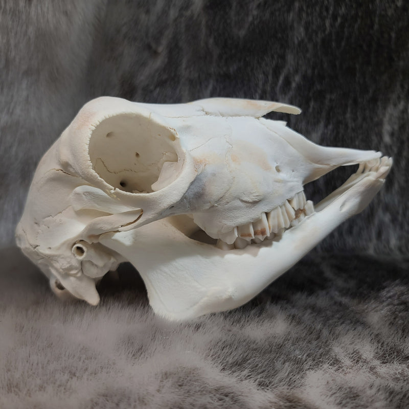 Lamb Skulls