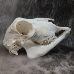 Lamb Skulls