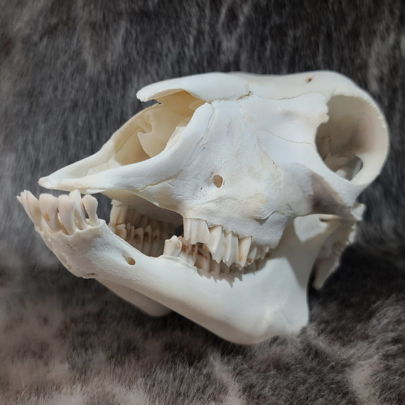 Lamb Skulls