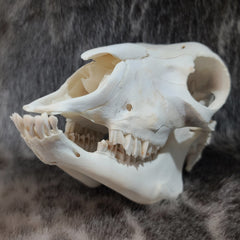 Lamb Skulls