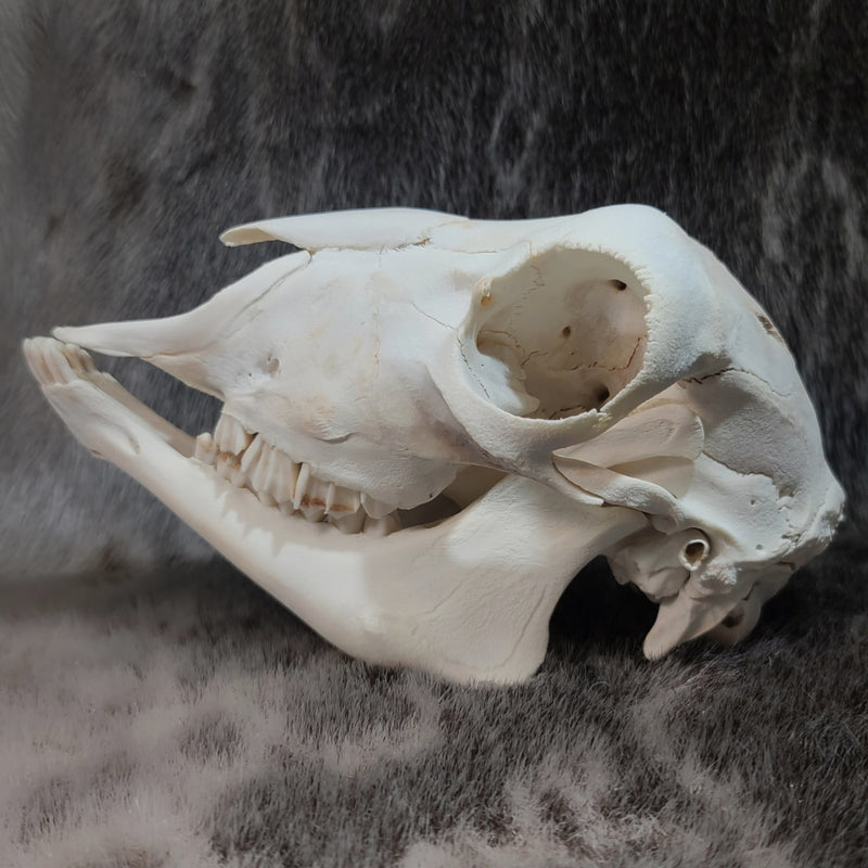 Lamb Skulls