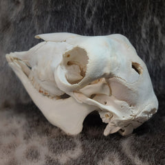 Lamb Skulls