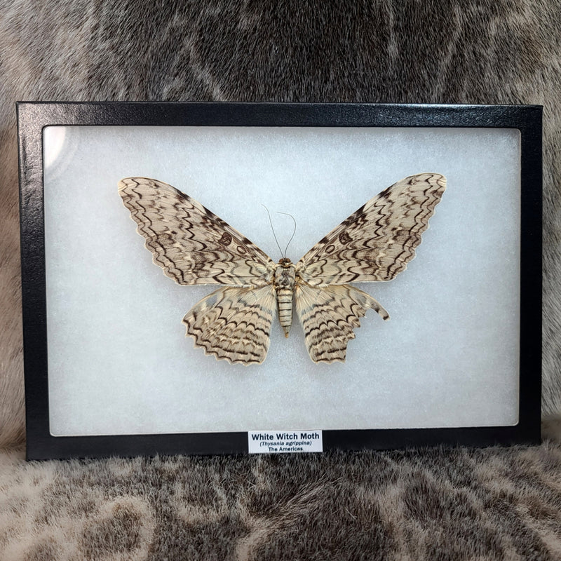 White Witch Moth XL (Wing Damage)(Sale)