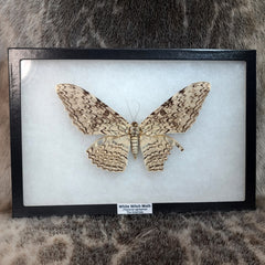 White Witch Moth XL (Wing Damage)(Sale)