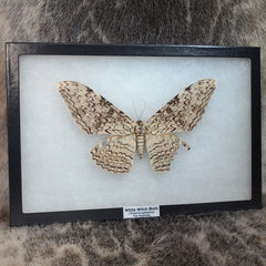 White Witch Moth XL (Wing Damage)(Sale)