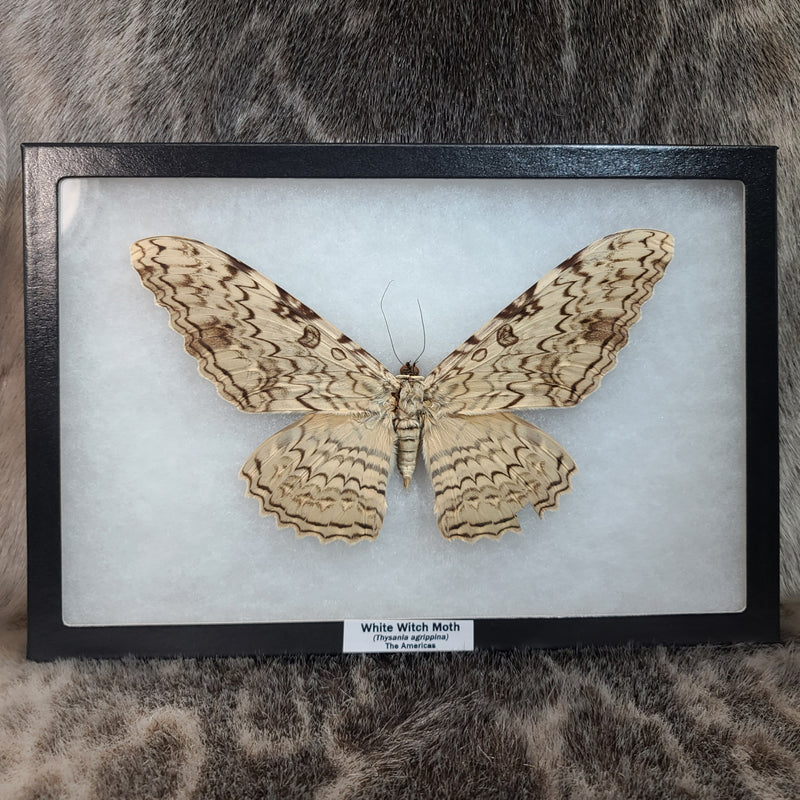 White Witch Moth XL (Wing Damage)(Sale)