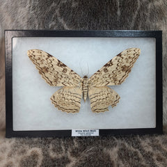 White Witch Moth XL (Wing Damage)(Sale)