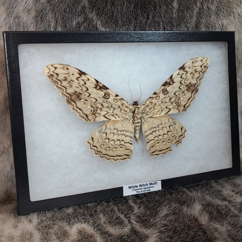 White Witch Moth XL (Wing Damage)(Sale)