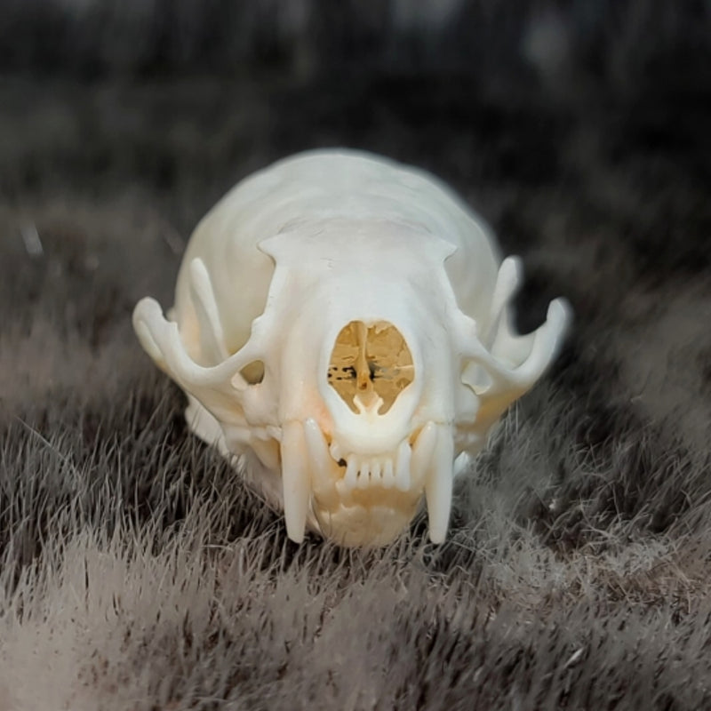 Mink Skulls