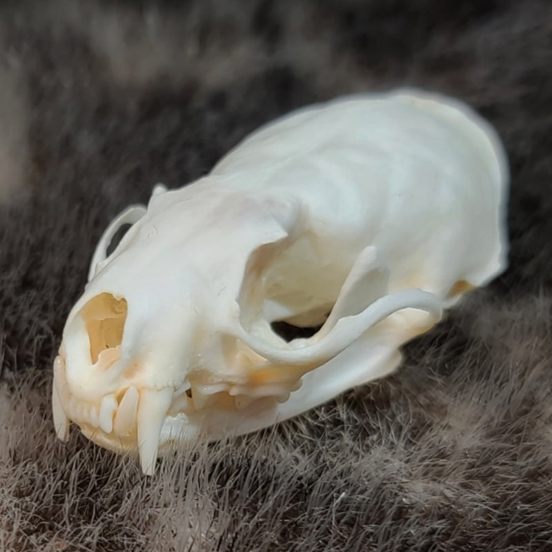 Mink Skulls