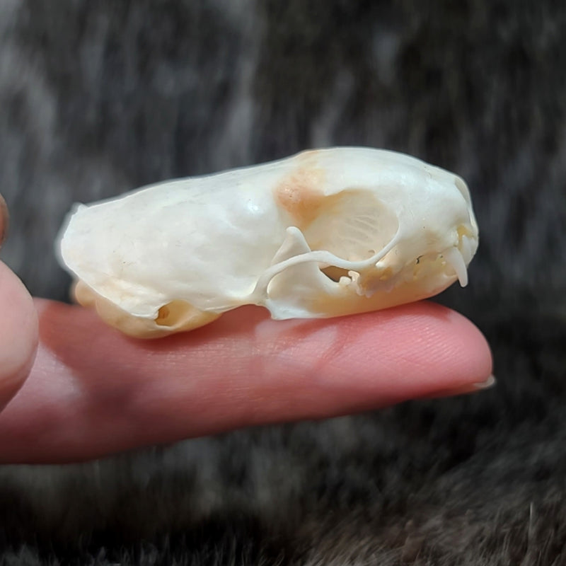 Weasel Skull