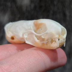 Weasel Skulls