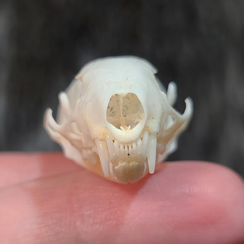 Weasel Skull