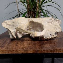 Hyracodon (Prehistoric Rhino) Skull