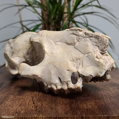 Hyracodon (Prehistoric Rhino) Skull