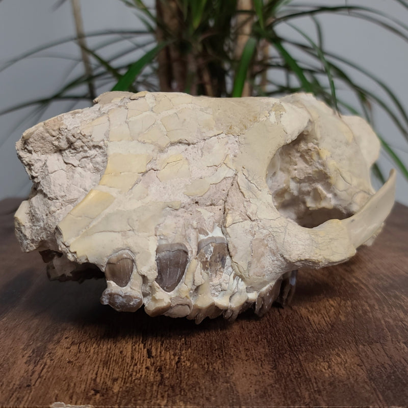 Hyracodon (Prehistoric Rhino) Skull