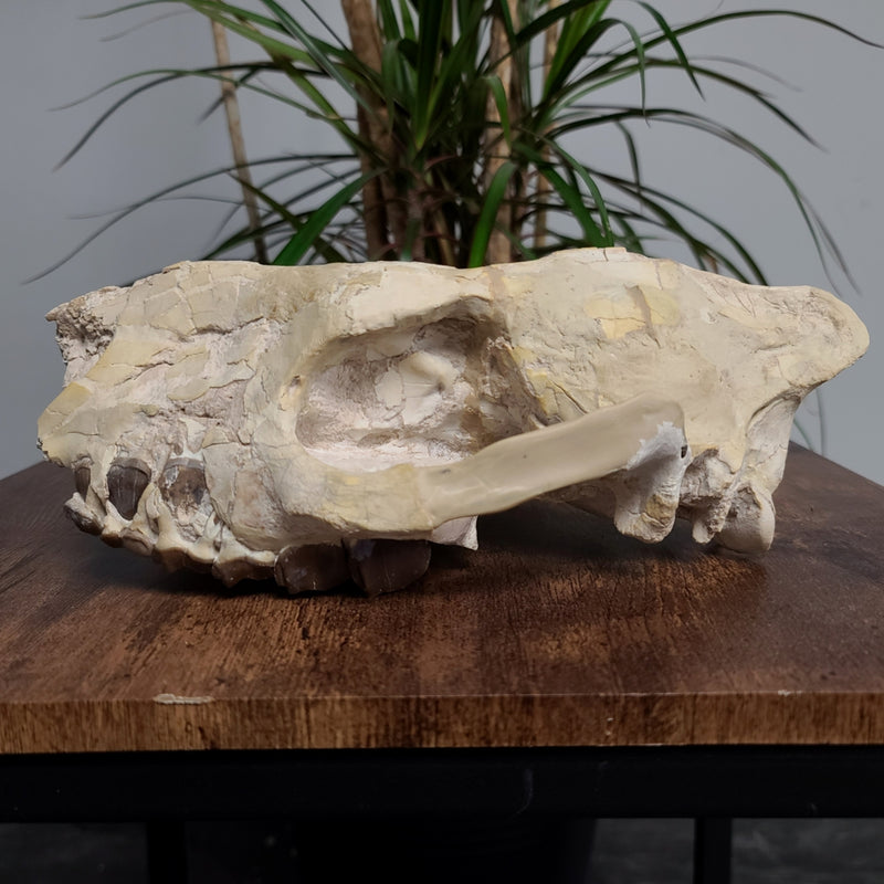 Hyracodon (Prehistoric Rhino) Skull