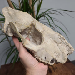 Hyracodon (Prehistoric Rhino) Skull