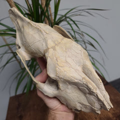 Hyracodon (Prehistoric Rhino) Skull