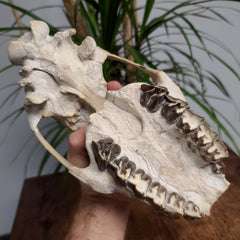Hyracodon (Prehistoric Rhino) Skull