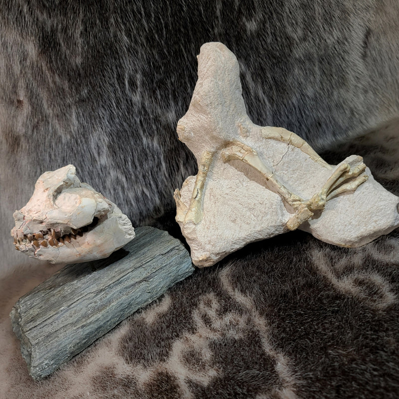 Oreodont Fossil Skull and Leg Set