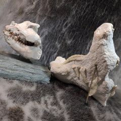 Oreodont Fossil Skull and Leg Set