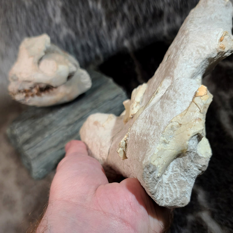 Oreodont Fossil Skull and Leg Set