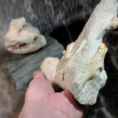 Oreodont Fossil Skull and Leg Set