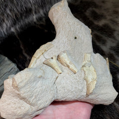 Oreodont Fossil Skull and Leg Set