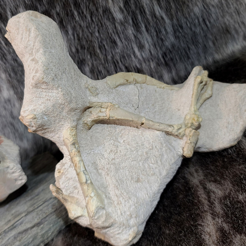 Oreodont Fossil Skull and Leg Set