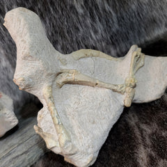 Oreodont Fossil Skull and Leg Set