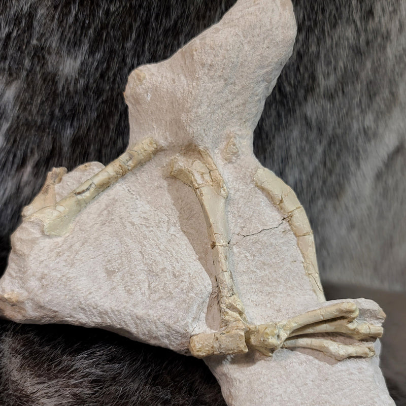 Oreodont Fossil Skull and Leg Set