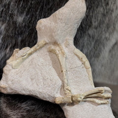 Oreodont Fossil Skull and Leg Set