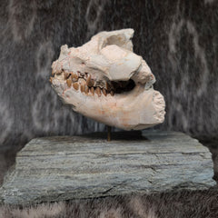 Oreodont Fossil Skull and Leg Set