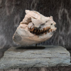 Oreodont Fossil Skull and Leg Set