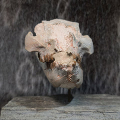 Oreodont Fossil Skull and Leg Set