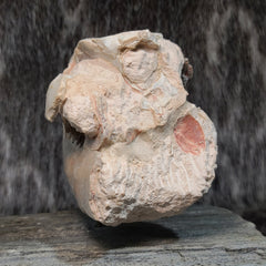 Oreodont Fossil Skull and Leg Set