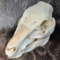 Domestic Suckling Pig Skulls