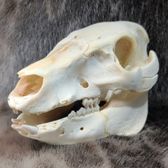 Domestic Suckling Pig Skulls