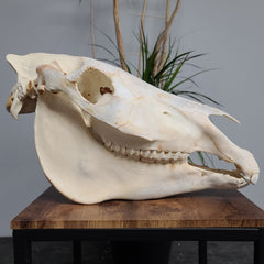 Zebra Skulls, Plains
