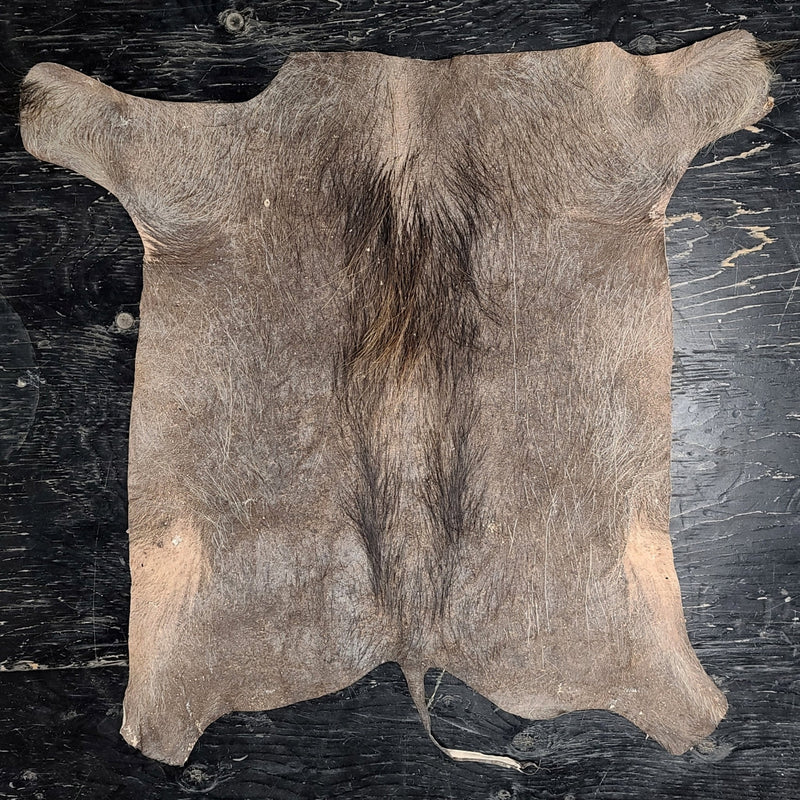 Warthog Pelt A