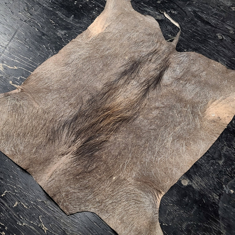 Warthog Pelt A