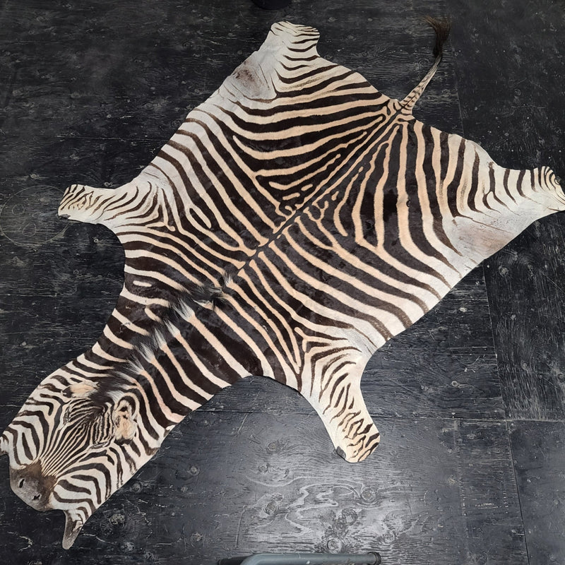 Zebra Skin Rug D (SALE)