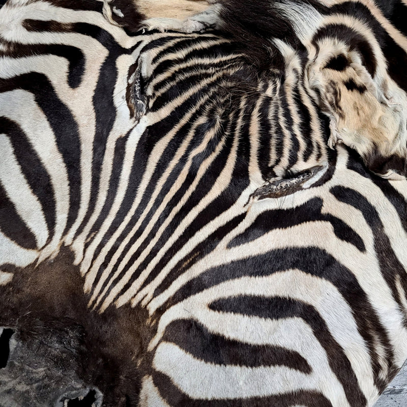 Zebra Skin Rug D (SALE)
