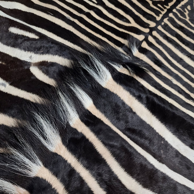 Zebra Skin Rug D (SALE)