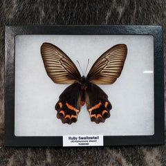 Ruby Swallowtail Butterfly (Female)