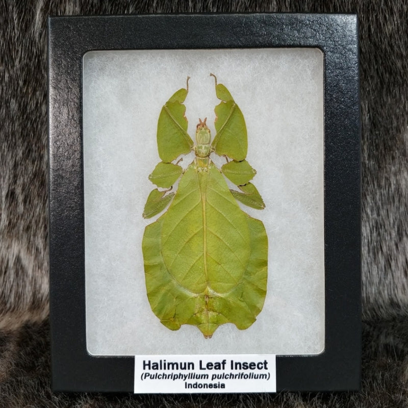Halimun Leaf Insects