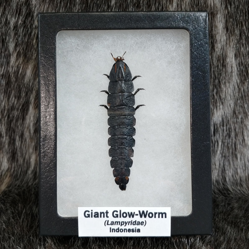 Giant Glow Worm (Firefly Larvae)