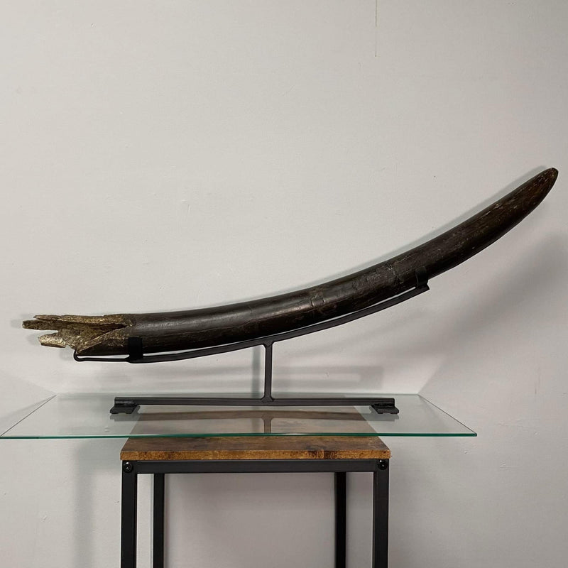 Stegodon Tusk A (39")
